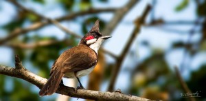 Red-whiskered Bulbul - செம்மீசைச் சின்னான்